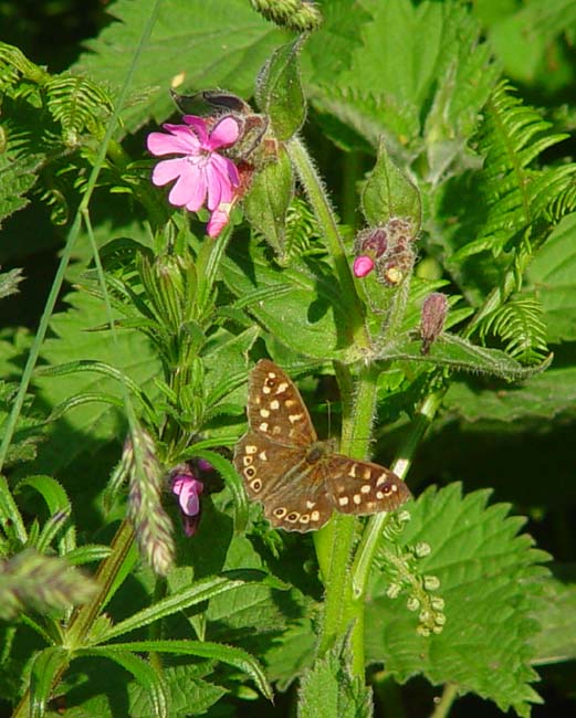 DSC11320butterfly1