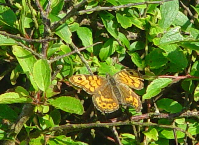 DSC11321butterfly2