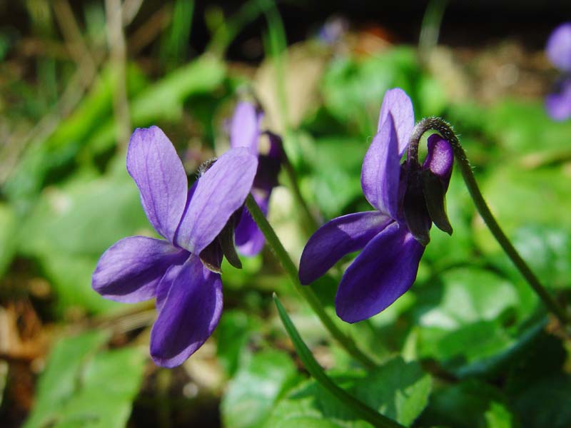 DSC08190violets