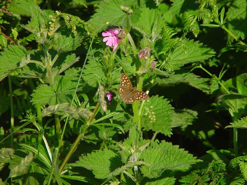 DSC11320SpeckledWood