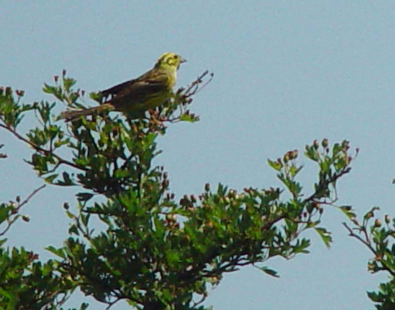 DSC12103yellowhammer