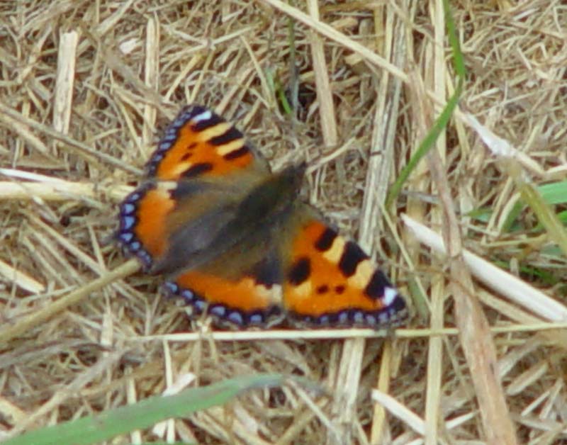 DSC12120smalltortoiseshell