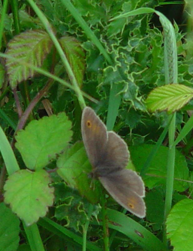 DSC12130MeadowBrown