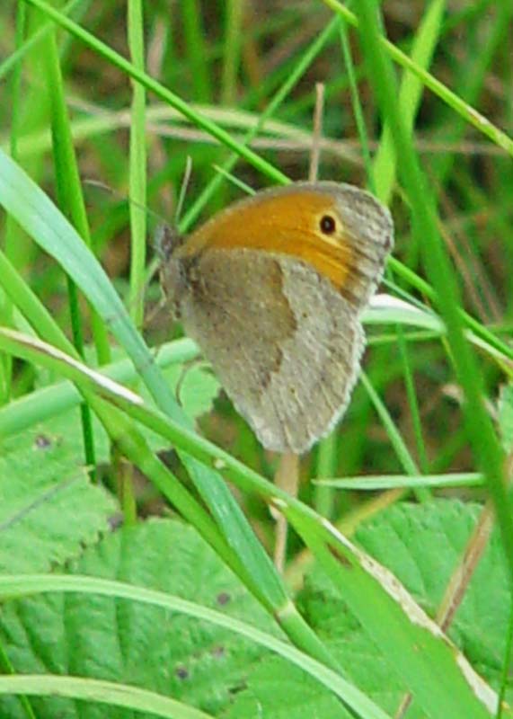 DSC12132Gatekeeper