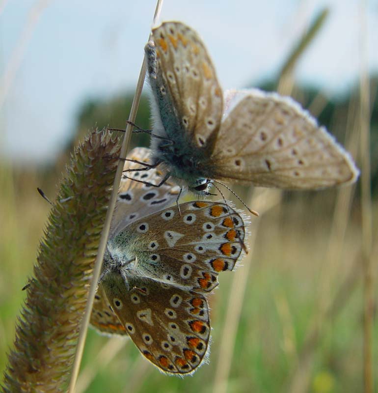 DSC13605CommonBluePair