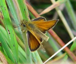 DSC12254SmallSkipper